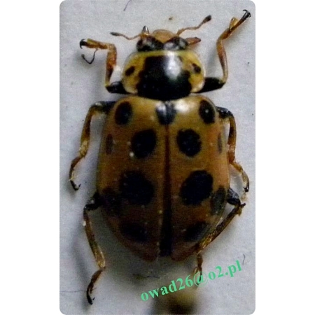 Hippodamia tredecimpunctata (Linnaeus, 1758) Czerwonka trzynastokropka